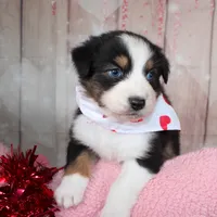 Stride, a male Australian Shepherd for sale in Royse City, TX – Photo 7 of 8