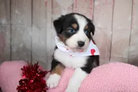 Stride, a male Australian Shepherd for sale in Royse City, TX – Photo 7 of 8