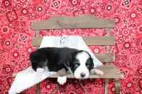 Amarillo ASDR Miniature Australian Shepherd , a male Miniature Australian Shepherd for sale in Royse City, TX – 8 of 8