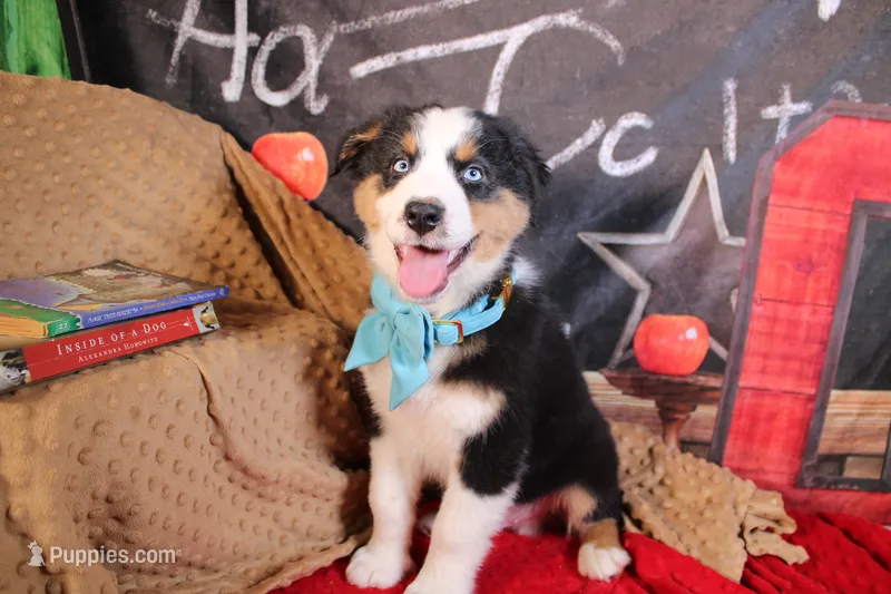 Willie AKC – Australian Shepherd puppy for sale in Royse City, TX