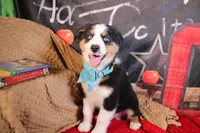 Willie AKC, a male Australian Shepherd for sale in Royse City, TX – 1 of 8