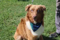Healer , a male Australian Shepherd for sale in Royse City, TX – 5 of 8