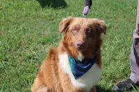Healer , a male Australian Shepherd for sale in Royse City, TX – 3 of 8