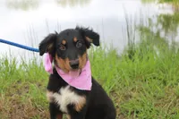 Bayou Puppy Pre-K Graduate, a male Australian Shepherd for sale in Royse City, TX – 2 of 9