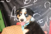 Willie AKC, a male Australian Shepherd for sale in Royse City, TX – 8 of 8