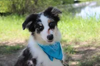 Knox, a male Australian Shepherd for sale in Royse City, TX – 2 of 10