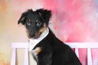 Bingo AKC Puppy Pre-K Graduate, a male Australian Shepherd for sale in Royse City, TX – 2 of 10