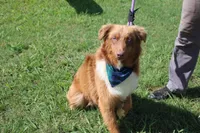 Healer , a male Australian Shepherd for sale in Royse City, TX – 6 of 8