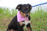 Bayou Puppy Pre-K Graduate, a male Australian Shepherd for sale in Royse City, TX – 6 of 9
