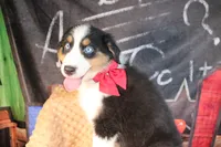 Cash AKC , a male Australian Shepherd for sale in Royse City, TX – 2 of 10