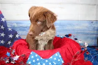 Cassidy AKC Red Tri Female, a female Australian Shepherd for sale in Royse City, TX – 9 of 9