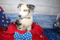 Colt AKC Blue Merle, a male Australian Shepherd for sale in Royse City, TX – 10 of 10