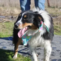 Gamora, a female Australian Shepherd for sale in Royse City, TX – Photo 3 of 5