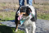 Gamora, a female Australian Shepherd for sale in Royse City, TX – Photo 3 of 5