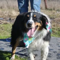 Gamora, a female Australian Shepherd for sale in Royse City, TX – Photo 1 of 5