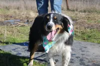 Gamora, a female Australian Shepherd for sale in Royse City, TX – Photo 1 of 5
