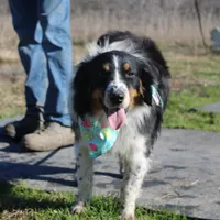 Gamora, a female Australian Shepherd for sale in Royse City, TX – Photo 2 of 5
