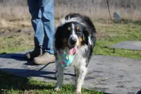 Gamora, a female Australian Shepherd for sale in Royse City, TX – Photo 2 of 5