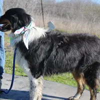 Gamora, a female Australian Shepherd for sale in Royse City, TX – Photo 4 of 5