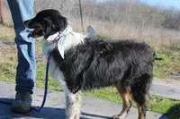 Gamora, a female Australian Shepherd for sale in Royse City, TX – Photo 4 of 5