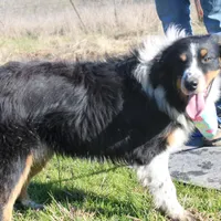 Gamora, a female Australian Shepherd for sale in Royse City, TX – Photo 5 of 5