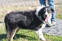 Gamora, a female Australian Shepherd for sale in Royse City, TX – Photo 5 of 5
