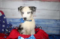 Colt AKC Blue Merle, a male Australian Shepherd for sale in Royse City, TX – 8 of 10