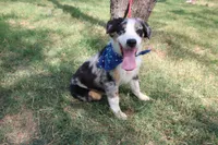 Baron ASDR Puppy Pre-K in Progress, a male Australian Shepherd for sale in Royse City, TX – 4 of 9