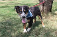 Nobel ASDR in Puppy Pre-K, a male Australian Shepherd for sale in Royse City, TX – 7 of 10