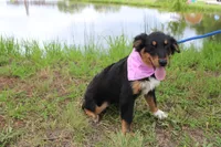 Bayou Puppy Pre-K Graduate, a male Australian Shepherd for sale in Royse City, TX – 4 of 9