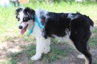 Knox, a male Australian Shepherd for sale in Royse City, TX – 10 of 10