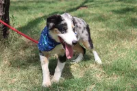 Baron ASDR Puppy Pre-K in Progress, a male Australian Shepherd for sale in Royse City, TX – 7 of 9
