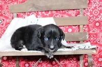Wimberly ASDR Miniature Australian Shepherd, a female Miniature Australian Shepherd for sale in Royse City, TX – 3 of 8