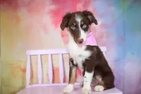 Trouble- AKC Puppy Pre-K graduate, a female Australian Shepherd for sale in Royse City, TX – 7 of 7