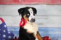 Walker AKC Tri, a male Australian Shepherd for sale in Royse City, TX – 9 of 10