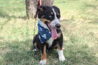 Nobel ASDR in Puppy Pre-K, a male Australian Shepherd for sale in Royse City, TX – 5 of 10