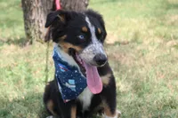Nobel ASDR in Puppy Pre-K, a male Australian Shepherd for sale in Royse City, TX – 9 of 10