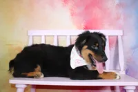 Bingo AKC Puppy Pre-K Graduate, a male Australian Shepherd for sale in Royse City, TX – 10 of 10