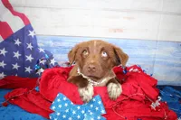 Cassidy AKC Red Tri Female, a female Australian Shepherd for sale in Royse City, TX – 2 of 9