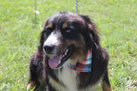 Beignet, a male Australian Shepherd for sale in Royse City, TX – 7 of 7