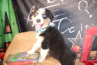 Willie AKC, a male Australian Shepherd for sale in Royse City, TX – 7 of 8