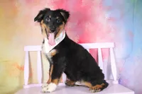 Bingo AKC Puppy Pre-K Graduate, a male Australian Shepherd for sale in Royse City, TX – 6 of 10