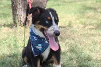 Nobel ASDR in Puppy Pre-K, a male Australian Shepherd for sale in Royse City, TX – 10 of 10