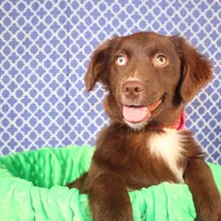 Vixen, a female Miniature Australian Shepherd for sale in Royse City, TX – Photo 9 of 9