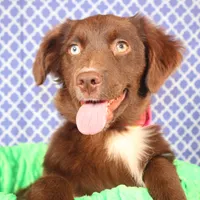 Vixen, a female Miniature Australian Shepherd for sale in Royse City, TX – Photo 5 of 9