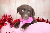 Vixen, a female Miniature Australian Shepherd for sale in Royse City, TX – Photo 1 of 7