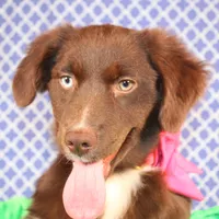 Vixen, a female Miniature Australian Shepherd for sale in Royse City, TX – Photo 3 of 9