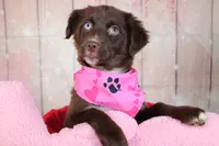 Vixen, a female Miniature Australian Shepherd for sale in Royse City, TX – Photo 4 of 7