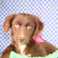 Vixen, a female Miniature Australian Shepherd for sale in Royse City, TX – Photo 6 of 9