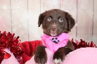 Vixen, a female Miniature Australian Shepherd for sale in Royse City, TX – Photo 5 of 7